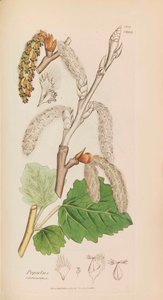 Angol Botanika, 1790-1800. alkotó: James Sowerby