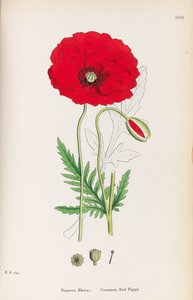 Angol Botanika, 1790-1800.