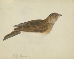 eurázsiai égbolt alkotó: James Sowerby