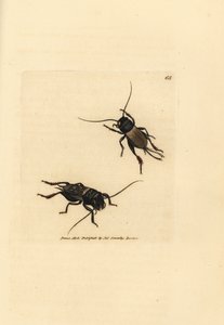 Mezei tücsök, Gryllus campestris (Accheta campestris). James Sowerby kézi színű rézmetszete a The British Miscellany-ból, vagy új, ritka vagy kevéssé ismert állattémák színes figurái. alkotó: James Sowerby