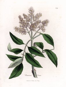 Virágzó kőrisfa, Fraxinus ornus. Kézzel színezett rézmetszet James Sowerby botanikai illusztrációjából (William Woodville) és Sir William Jackson Hooker "" Medical Botany" című művéből, John Bohn, London alkotó: James Sowerby