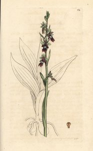 Fly orchidea, Ophrys insectifera (Fly orchis, Ophrys muscifera). Kézzel színezett rézmetszet James Sowerby illusztrációja nyomán James Smith angol botanikájából, London alkotó: James Sowerby