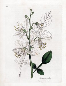 Fraxinelle - Fehér fraxinella vagy basard dittany, Dictamnus albus. Kézzel színezett rézmetszet James Sowerby botanikai illusztrációjából (William Woodville) és Sir William Jackson Hooker "" Medical Botany" című művéből, John Bohn, London alkotó: James Sowerby
