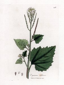 Fokhagymás mustár, Alliaria petiolata. Kézzel színezett rézmetszet James Sowerby botanikai illusztrációjából (William Woodville) és Sir William Jackson Hooker "" Medical Botany" című művéből, John Bohn, London alkotó: James Sowerby