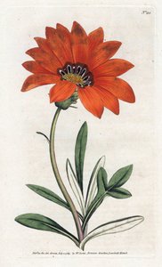 Gazania (gazania) meredek – James Sowerby (1757-1822) litográfiája William Curtis Botanical Magazine-jából (1746-1799) alkotó: James Sowerby
