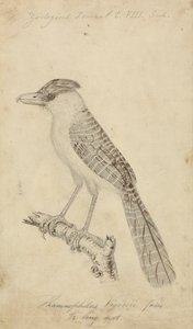 Óriás Antshrike alkotó: James Sowerby