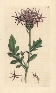 Csillagfű, Centaurea scabiosa (Centauree scabieuse) Kézi színű rézmetszet James Sowerby illusztrációja nyomán James Smith angol botanikájából, London alkotó: James Sowerby