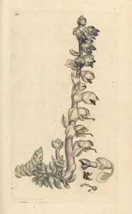 Nagy fogfű, Lathraea squamaria (Grande Cardamine) Kézi színű rézmetszet James Sowerby illusztrációja nyomán James Smith angol botanikájából, London alkotó: James Sowerby
