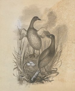 Grebes alkotó: James Sowerby