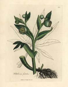Zöld virágú fetid hunyor vagy medvetalp, Helleborus foetidus alkotó: James Sowerby