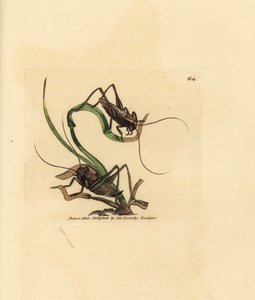 Szürke bokor tücsök, Platycleis grisea (Gray locust, Locust grisea). James Sowerby kézi színű rézmetszete a The British Miscellany-ból, vagy új, ritka vagy kevéssé ismert állattémák színes figurái. alkotó: James Sowerby