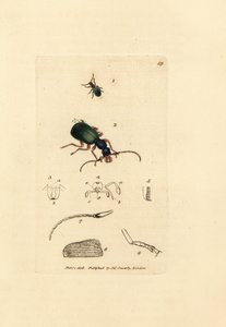 Talajbogár, Drypta dentata (aranyszájú carabus, Carabus chrysostomos). James Sowerby kézi színű rézmetszete a The British Miscellany-ból, vagy új, ritka vagy kevéssé ismert állattémák színes figurái. alkotó: James Sowerby