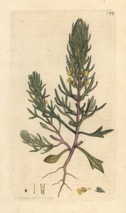 Őrölt fenyő, Ajuga chamaepitys (fenyő) Kézi színű rézmetszet James Sowerby illusztrációja nyomán James Smith angol botanikájából, London alkotó: James Sowerby