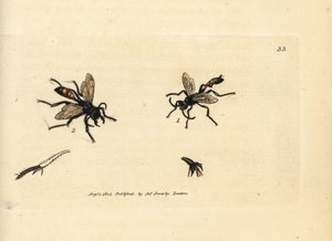 Szőrös homoki darázs, Podalonia hirsuta (Ammophila hirsuta). James Sowerby kézzel festett rézmetszet a The British Miscellany-ból, vagy új, ritka vagy kevéssé ismert állatok színes figurái. alkotó: James Sowerby