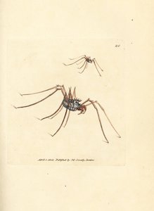 Harvestman pók, Megabunus diadema. James Sowerby kézi színű rézmetszete a The British Miscellany-ból, vagy új, ritka vagy kevéssé ismert állattémák színes figurái. alkotó: James Sowerby