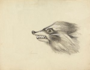 Mosómedve feje alkotó: James Sowerby