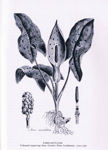 Herb Paris, Nature in Britain, Collins, 1946 alkotó: James Sowerby