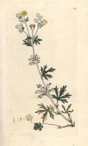 Hoary cinquefoil, Potentilla argentea (Cinquefoil) Kézi színű rézmetszet James Sowerby illusztrációja nyomán James Smith angol botanikájából, London alkotó: James Sowerby