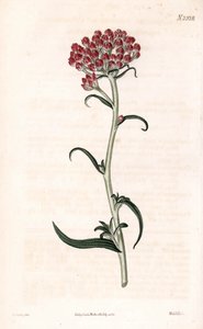 Immortelle csillag - Helichrysum stellatum (Tömör virágzású gnaphalium, Gnaphalium congestum). Weddell kézzel színezett rézmetszet James Sowerby illusztrációja nyomán Samuel Curtis „” Botanical Magazine” című londoni magazinjából alkotó: James Sowerby