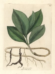 Ipecacuan, Ipecacuanha alkotó: James Sowerby