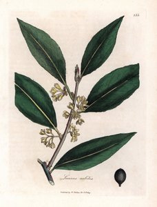 Laurier szósz. Kézzel színezett rézmetszet James Sowerby (1757-1822) rajzából, Botanique Medicinale alkotó: James Sowerby