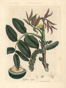 A közönséges diófa, Juglans regia levelei, sárga virága és diója alkotó: James Sowerby