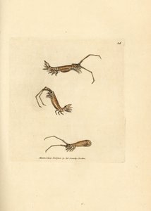 Hosszúszarvú egylábú, Astacilla longicornis (Oniscus longicornis). James Sowerby kézi színű rézmetszete a The British Miscellany-ból, vagy új, ritka vagy kevéssé ismert állattémák színes figurái. alkotó: James Sowerby