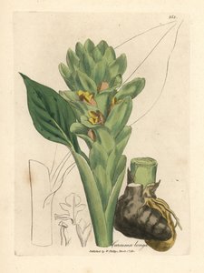 Hosszú gyökerű kurkuma, Curcuma longa alkotó: James Sowerby