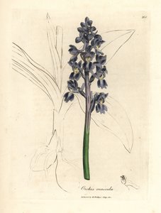Hím orchideák, hím orchideák alkotó: James Sowerby