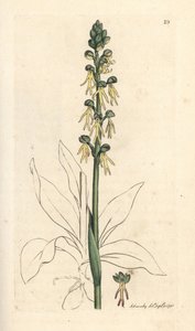 Man orchidea, Orchis anthropophora (Green man orchis, Ophrys anthropophora). Kézzel színezett rézmetszet James Sowerby illusztrációja nyomán James Smith angol botanikájából, London alkotó: James Sowerby
