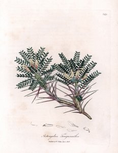 Marseille Astragalus vagy anyapárna - Kecsketövis tejbükköny, Astragalus tragacantha. Kézzel színezett rézmetszet James Sowerby botanikai illusztrációjából William Woodville-ből és Sir William Jackson Hooker "" Medical Botany" című művéből, John alkotó: James Sowerby