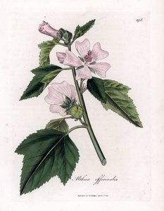 Marshmallow officinale vagy vad vagy fehér lila mályvacukor, Althaea officinalis. Kézzel színezett rézmetszet James Sowerby botanikai illusztrációjáról William Woodville-ből és Sir William Jackson Hooker "" Medical Botany" című művéből, John Bohn, London alkotó: James Sowerby