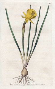 Medúza trombita – James Sowerby (1757-1822) litográfiája, William Curtis Botanical Magazine-jából (1746-1799) alkotó: James Sowerby