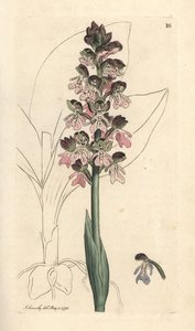 Katonai orchis, Orchis militaris (Orchis warrior) Kézi színű rézmetszet James Sowerby illusztrációja után James Smith angol botanikájából, London alkotó: James Sowerby
