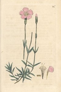 Hegyi rózsaszín, Dianthus caesius. Kézzel színezett rézmetszet James Sowerby illusztrációja nyomán James Smith angol botanikájából, London alkotó: James Sowerby