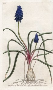 Muscari a bunch vagy muscari neglige – James Sowerby (1757-1822) litográfiája, William Curtis (1746-1799) a Botanical Magazine-ból alkotó: James Sowerby