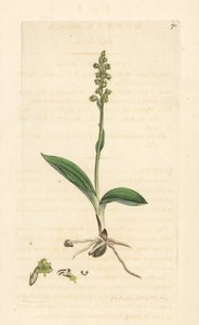 Pézsma orchidea, Herminium monorchis (Musk orchis, Ophrys monorchis). Kézzel színezett rézmetszet James Sowerby illusztrációja nyomán James Smith angol botanikájából, London alkotó: James Sowerby