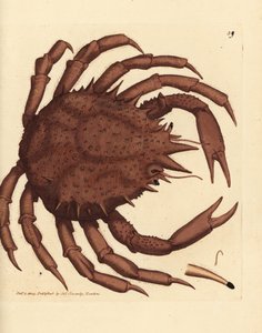 Norvég királyrák vagy északi kőrák, Lithodes maja. James Sowerby kézi színű rézmetszete a The British Miscellany-ból, vagy új, ritka vagy kevéssé ismert állattémák színes figurái. alkotó: James Sowerby