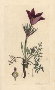 Pasqueflower, Anemone pulsatilla (pulsatille) Kézi színű rézmetszet James Sowerby illusztrációja után, James Smith angol botanikája, London alkotó: James Sowerby