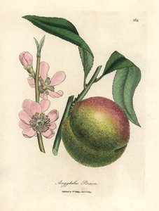 Őszibarackfa érett gyümölccsel és rózsaszín virággal, Amygdalus persica alkotó: James Sowerby