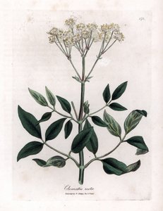 Évelő klematit - Felálló szüzek bower, Clematis recta. Kézzel színezett rézmetszet James Sowerby botanikai illusztrációjából (William Woodville) és Sir William Jackson Hooker "" Medical Botany" című művéből, John Bohn, London