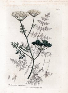 Phellandrium aquatium - Finomlevelű vízi bürök, Phellandrium aquatium. Kézzel színezett rézmetszet James Sowerby botanikai illusztrációjáról William Woodville-ből és Sir William Jackson Hooker "" Medical Botany" című művéből, John Bohn, London