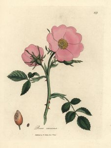 Rózsaszín kutyarózsa csipkebogyóval, Rosa canina