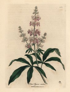 Rózsaszín virágú tiszta fa, Vitex agnus castus alkotó: James Sowerby