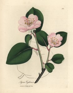Rózsaszín virágú birsfa, Pyrus cydonia alkotó: James Sowerby