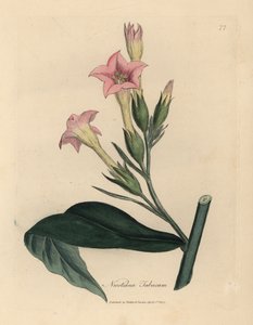 Rózsaszín virágú dohánynövény, Nicotiana tabacum