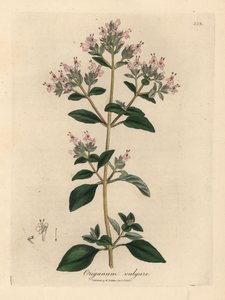 Rózsaszín virágú vadmajoránna, Origanum vulgare alkotó: James Sowerby