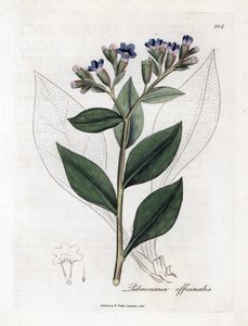 Pulmonalis officinale - tüdőfű, Pulmonia officinalis. Kézzel színezett rézmetszet James Sowerby botanikai illusztrációjából (William Woodville) és Sir William Jackson Hooker "" Medical Botany" című művéből, John Bohn, London