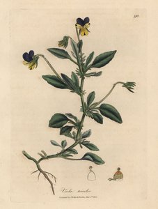 Lila és sárga árvácska, Viola tricolor alkotó: James Sowerby