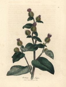 Lila virágú bojtorján, Arctium lappa alkotó: James Sowerby